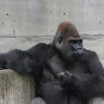 衝撃！！ゴリラの胸たたく行為はグーではなくパーだった♪しかもゴリラの学名は・・・・