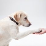 衝撃の事実！！犬は「猫舌」だった！！熱い食べ物は食べれない？