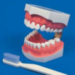 虫歯に「なりにくい歯」「なりやすい歯」の人・子供の特徴と正しい歯の磨き方と原因、対策!~遺伝や食べ物の関係~ 虫歯に「なりにくい歯」「なりやすい歯」の人・子供の特徴と正しい歯の磨き方と原因、対策!~遺伝や食べ物の関係~