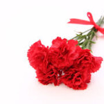 カーネーションを長持ちさせる方法!切り花と鉢植えの育て方とは? カーネーションを長持ちさせる方法!切り花と鉢植えの育て方とは?